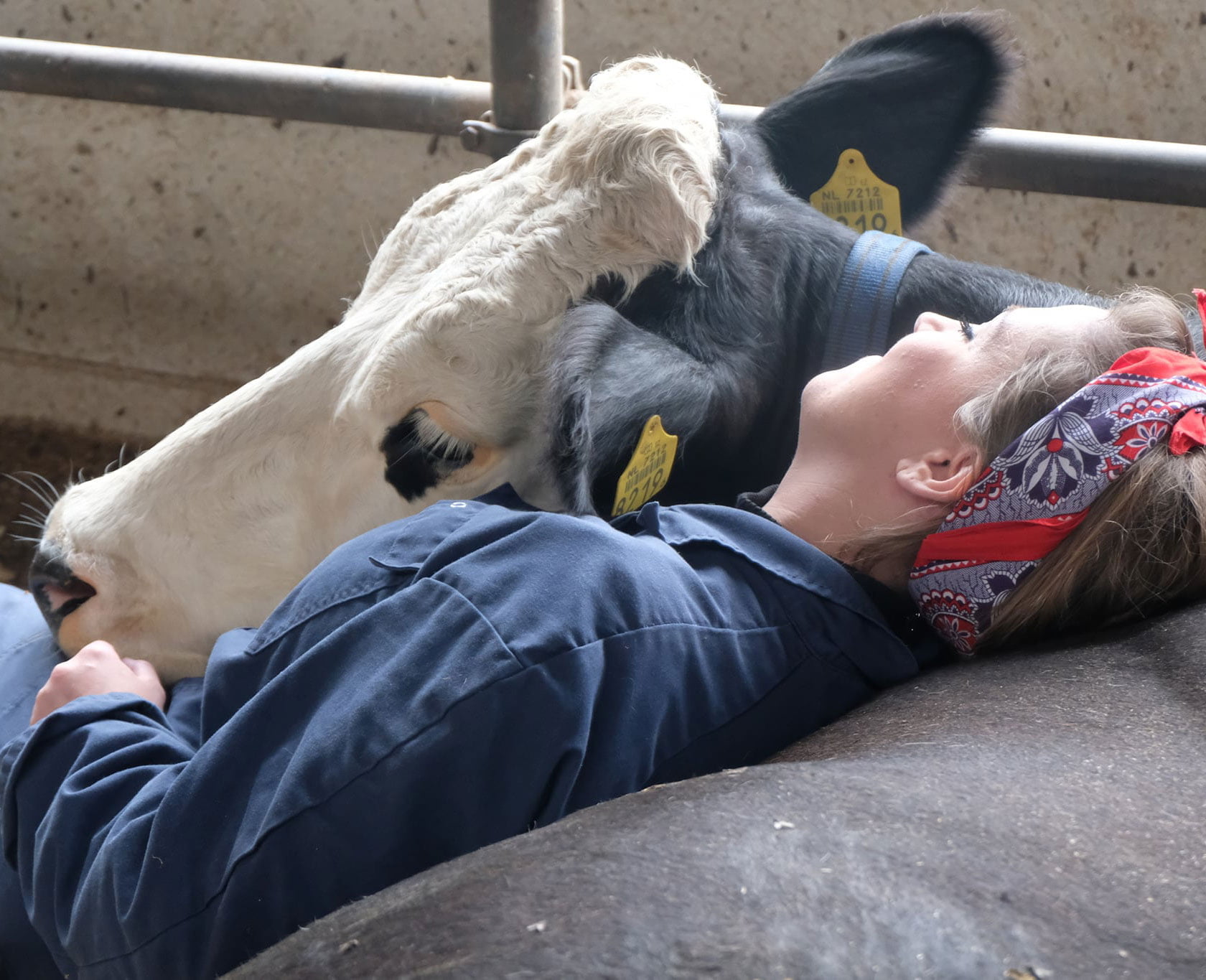 De controle krijgen stuiten op aantrekken Koeknuffelen in Overijssel | Fotoshoot met koeien | Knuffel een koe