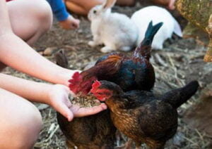 1oranjepolder-boerderijvakantie-dieren-verzorgen