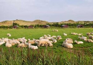 boerenbed-de-zeekraal