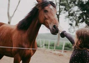 boerenbed-hoeve-zeeland-paardenvakanite