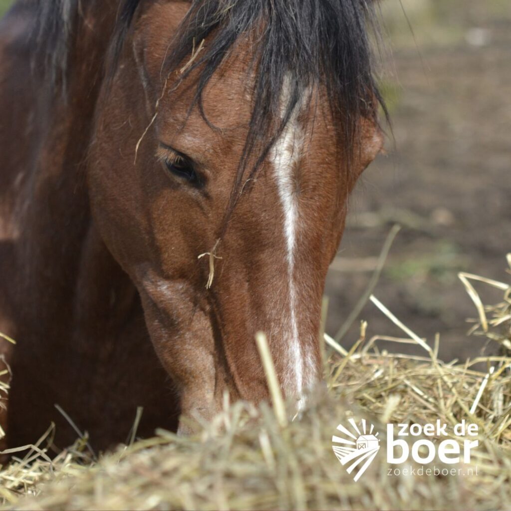 farmcamps de verloren kost zoekdeboer (9)