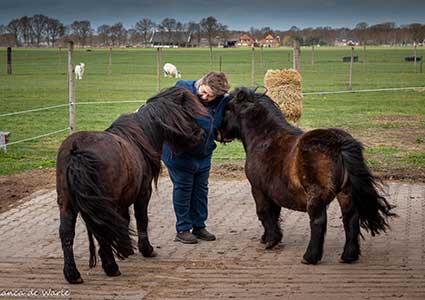 paardencoach in beltrum gelderland