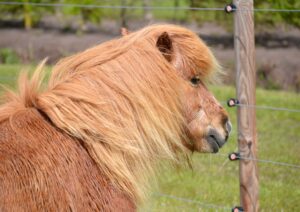 pony speeltuin