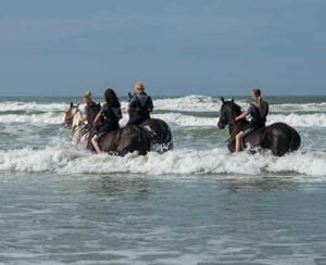 puur-terschelling-zwemmen-met-paarden
