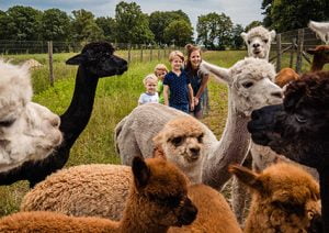 fotoshoot-met-alpaca's