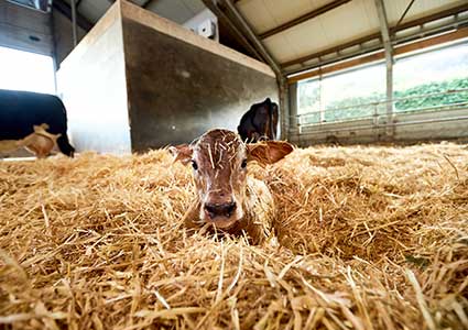 Rundvlees Kopen Van De Boer | Vlees Van De Boerderij