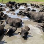 waterbuffelboerderij overnachten in safaritent