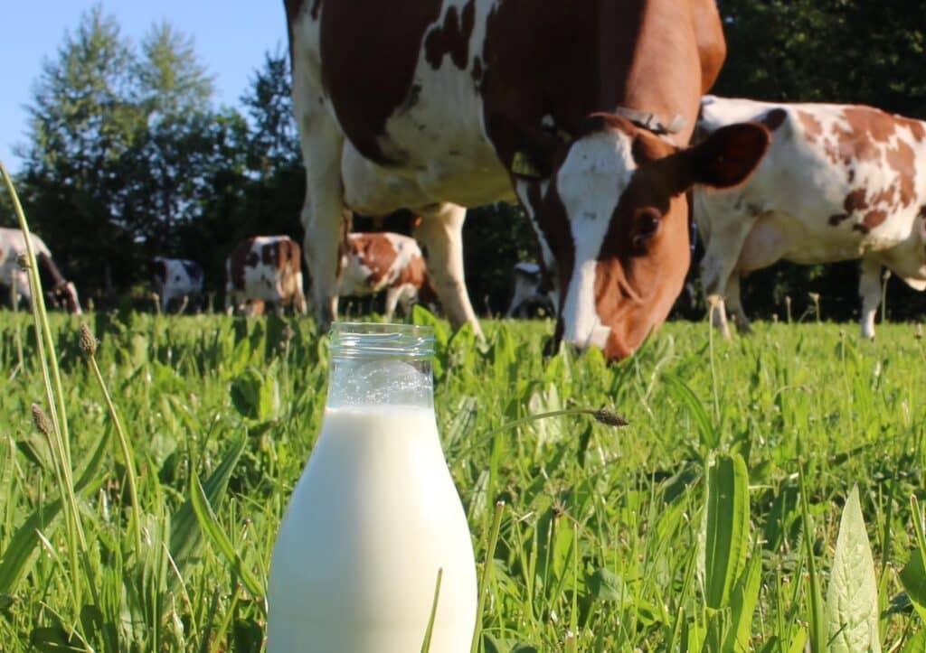 biologische boerderij in drenthe boerderij nijhof (8)