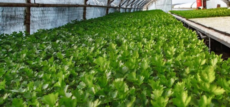 Vlaggen op je erf: zo val je op bij bezoekers