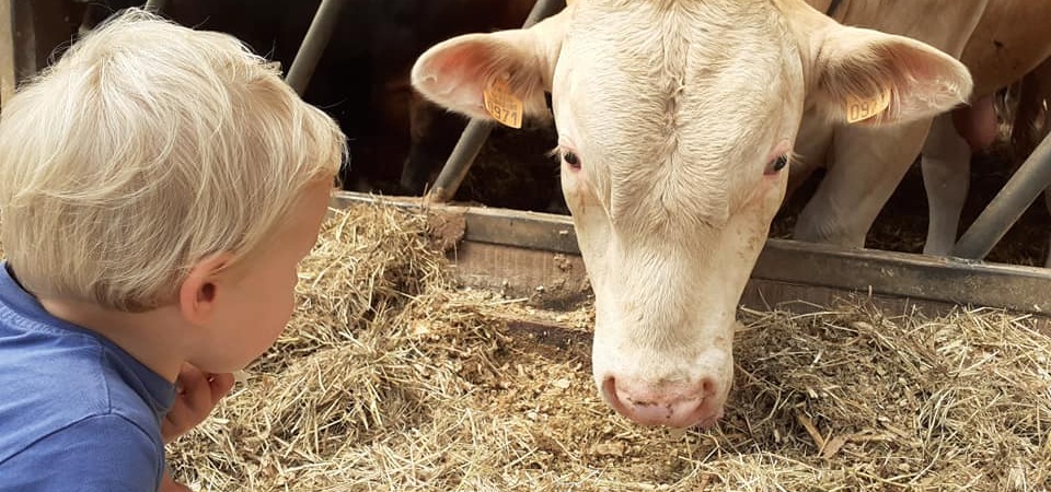 koeiendans koeien mogen weer naar buiten